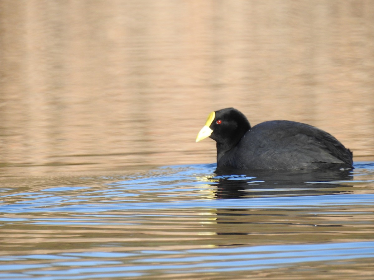 White-winged Coot - dario wendeler