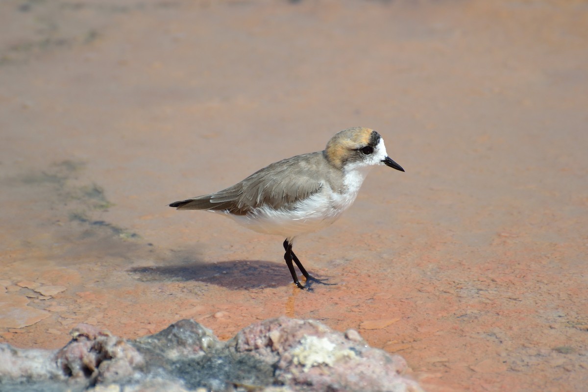 Puna Plover - Felipe de Groote Páez