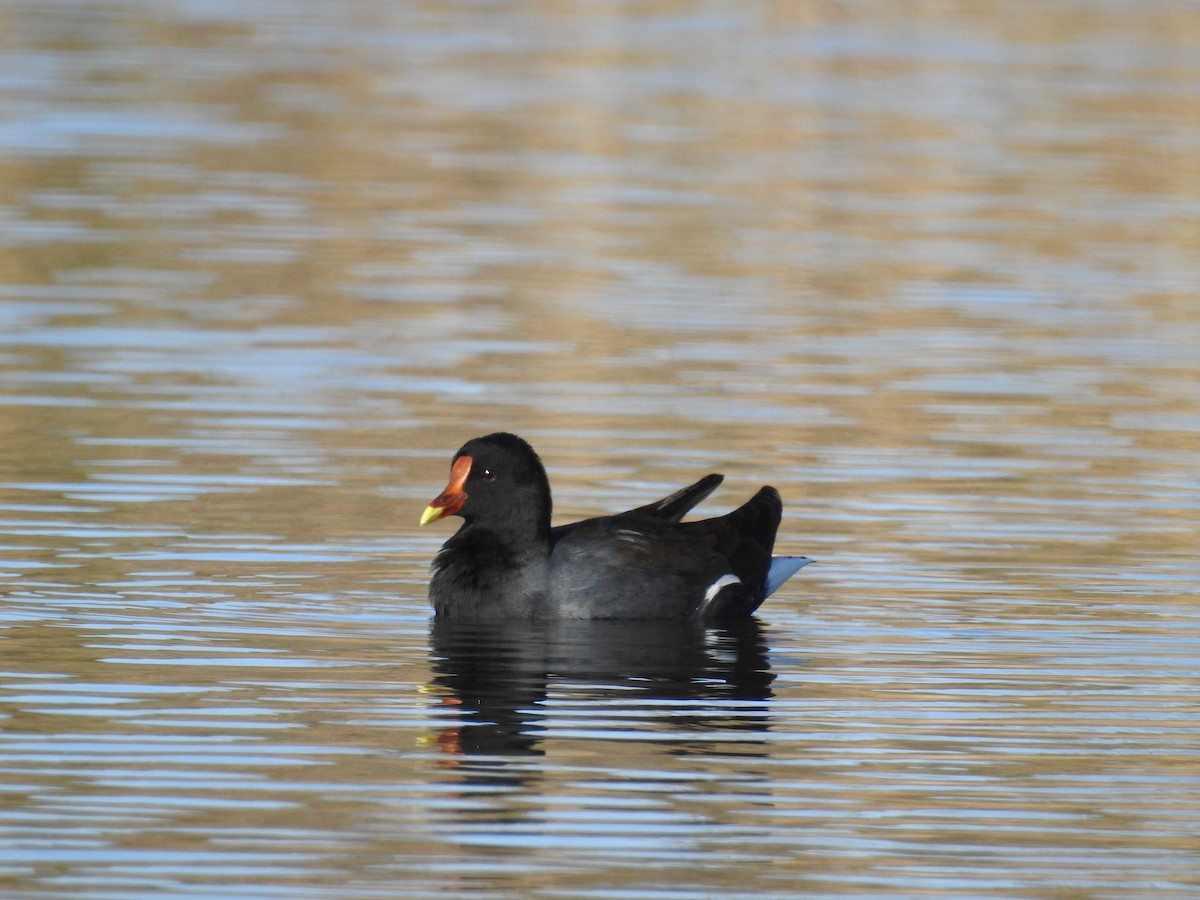 Common Gallinule - ML251983501