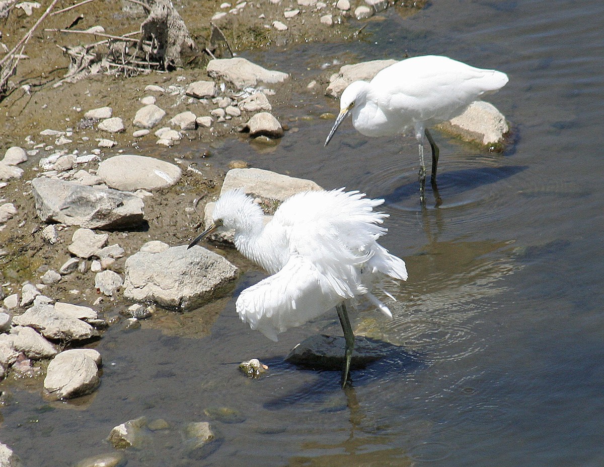 Snowy Egret - ML251983621