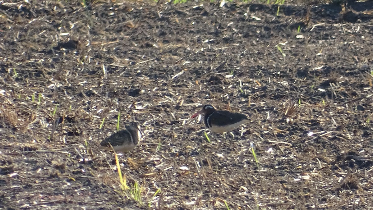 Greater Painted-Snipe - ML251983731