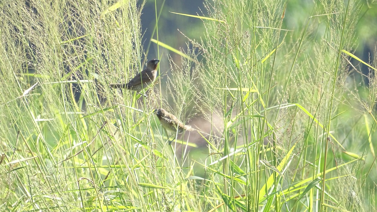 Scaly-breasted Munia - ML251985691