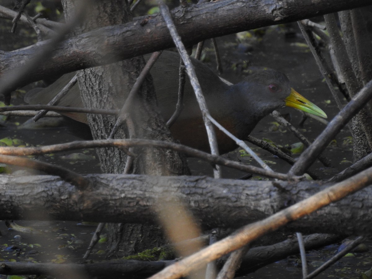 Gray-cowled Wood-Rail - ML251987341