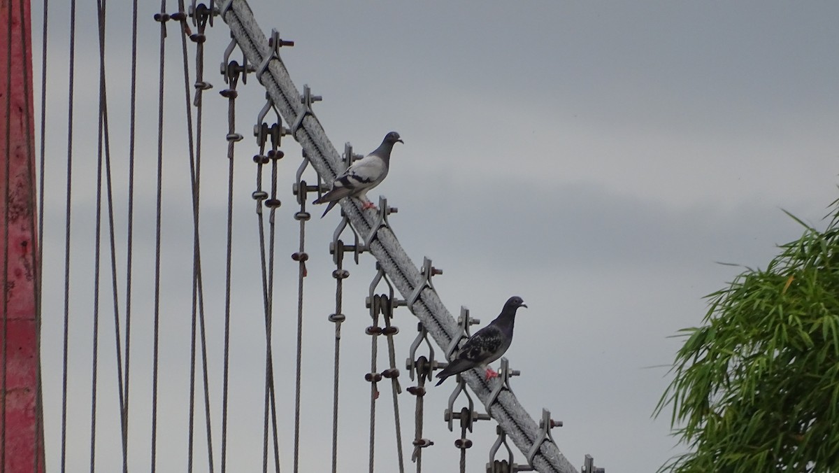 Rock Pigeon (Feral Pigeon) - ML251987761