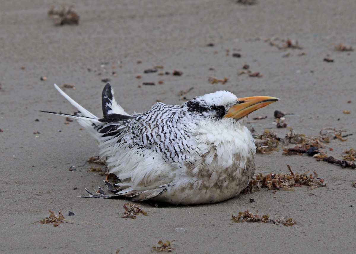 Red-billed Tropicbird - ML251988251