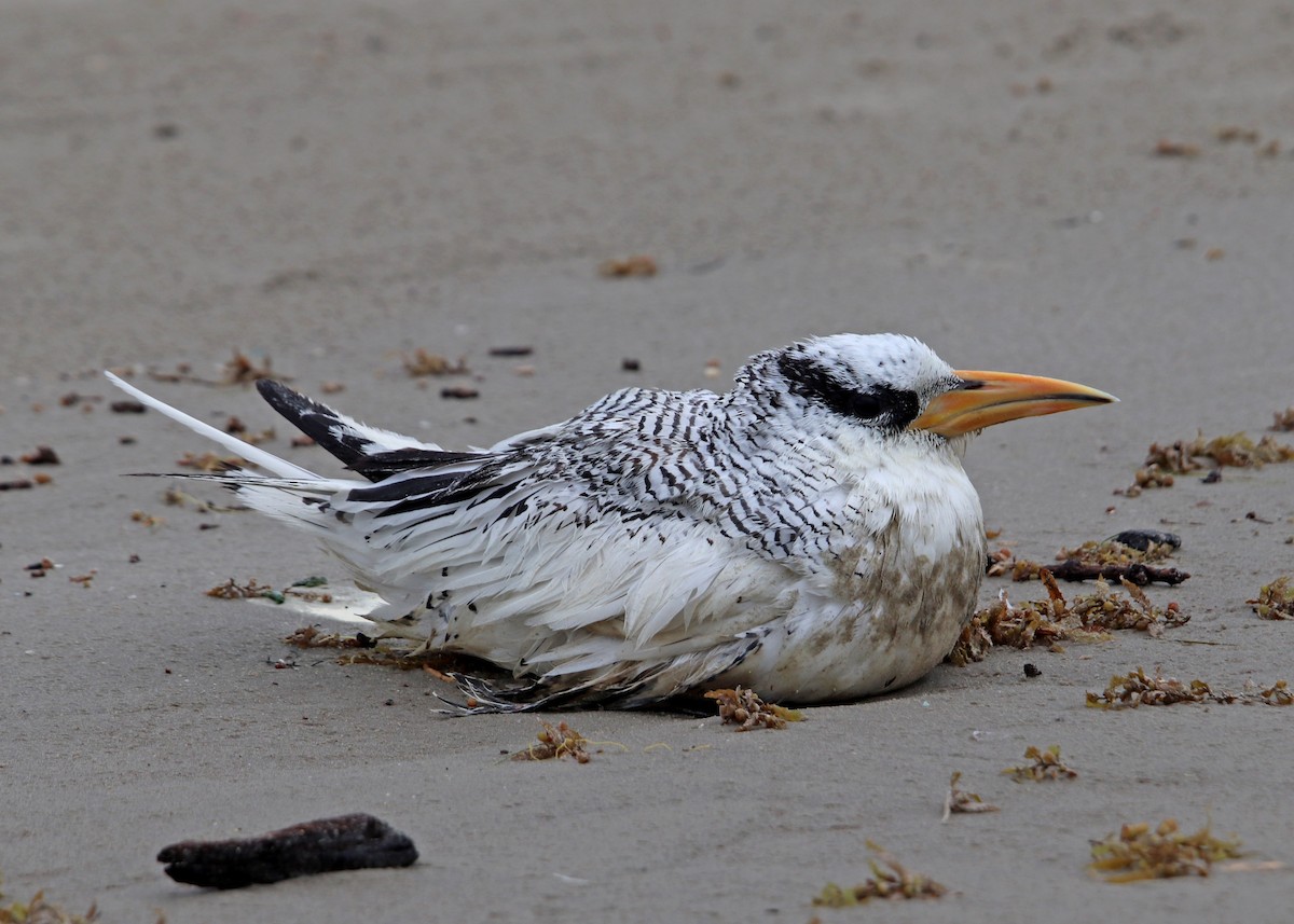 Red-billed Tropicbird - ML251988261