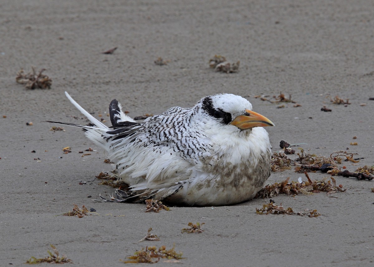 Red-billed Tropicbird - ML251988271