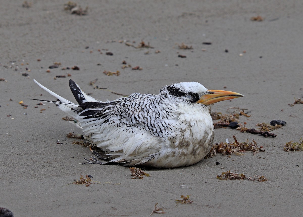 Red-billed Tropicbird - ML251988281