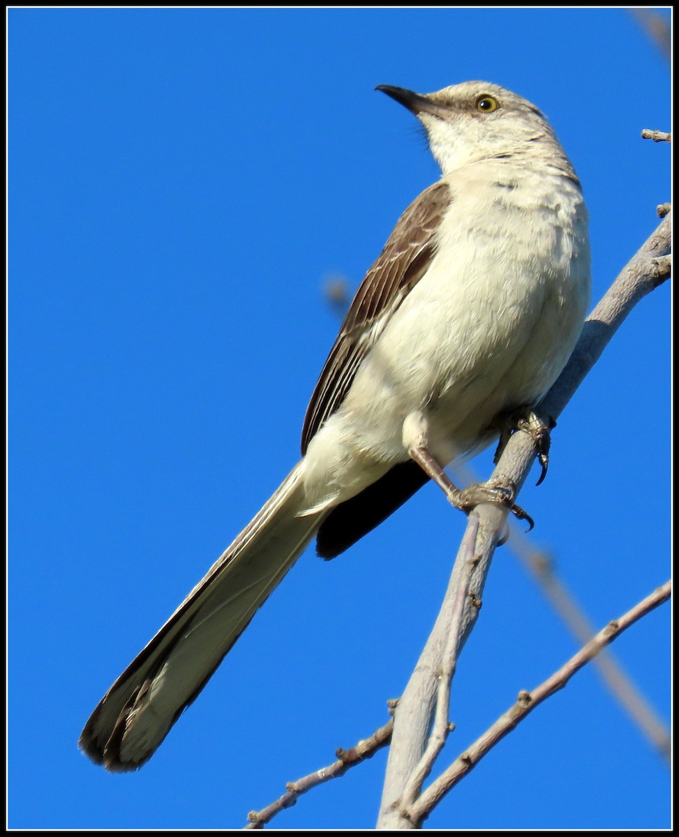 Northern Mockingbird - ML251988311