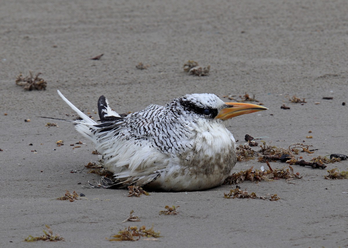 Red-billed Tropicbird - ML251988321