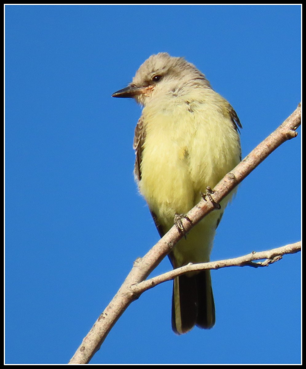 Western Kingbird - ML251988351