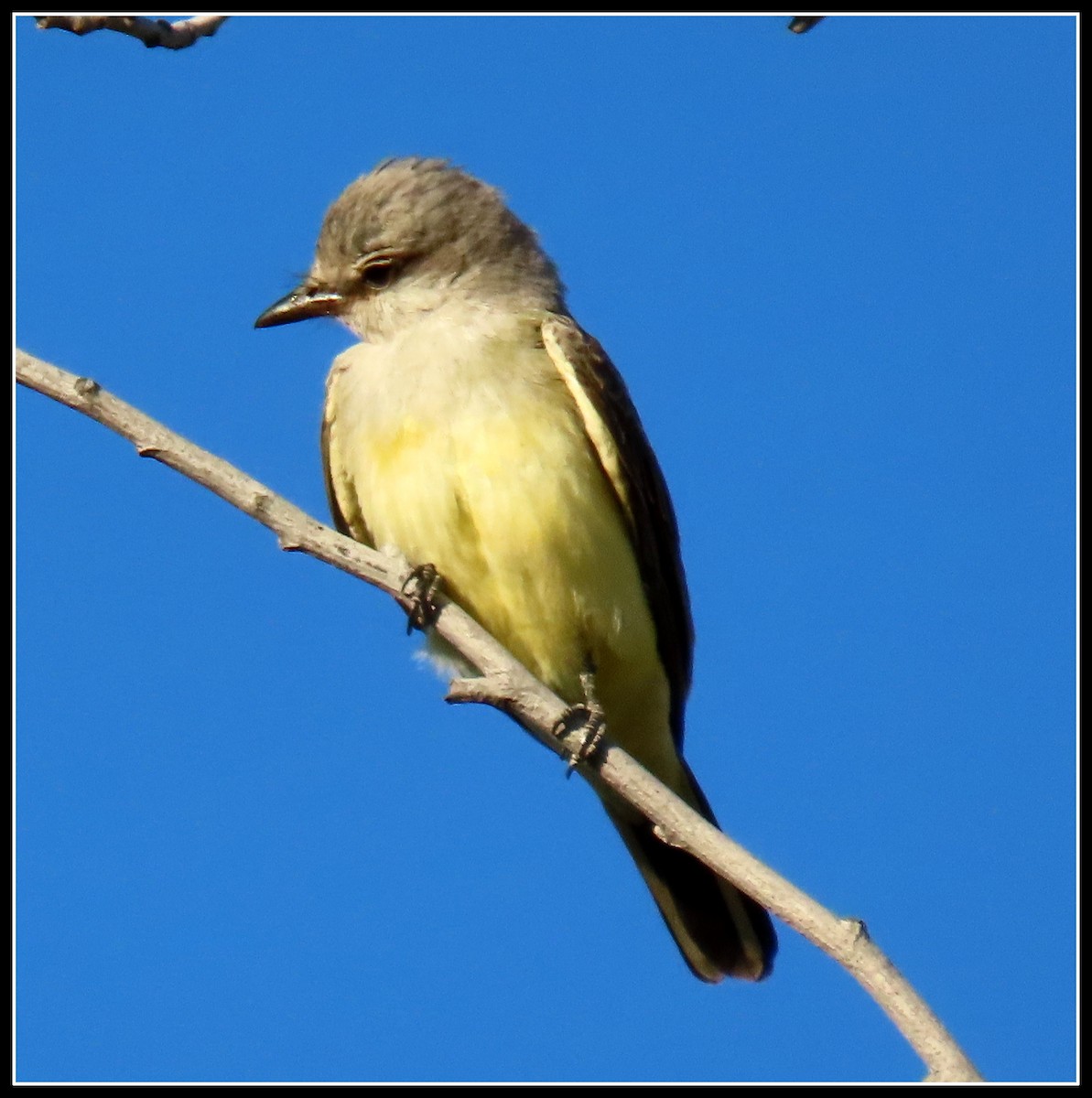 Western Kingbird - ML251988361