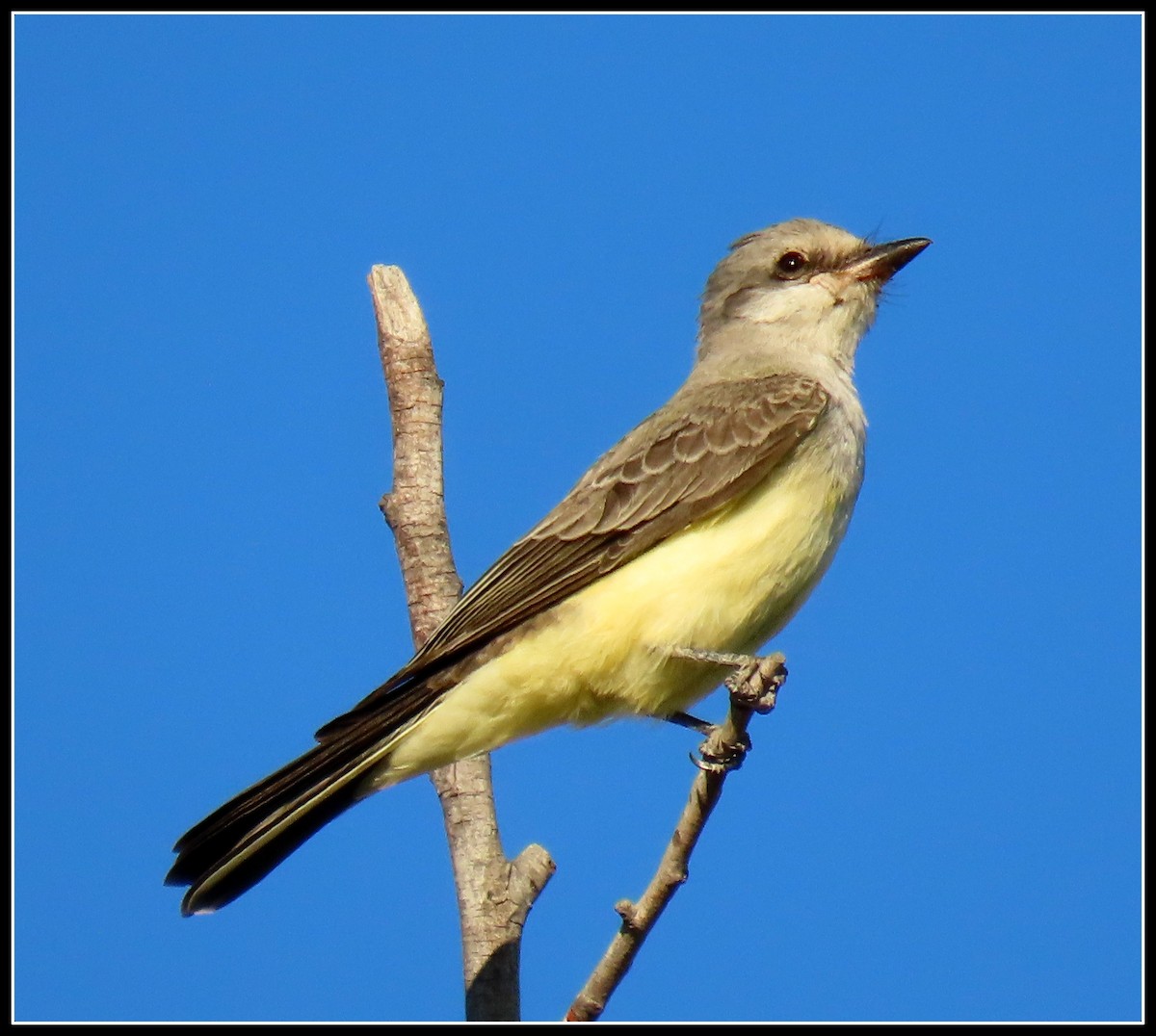 Western Kingbird - ML251988371