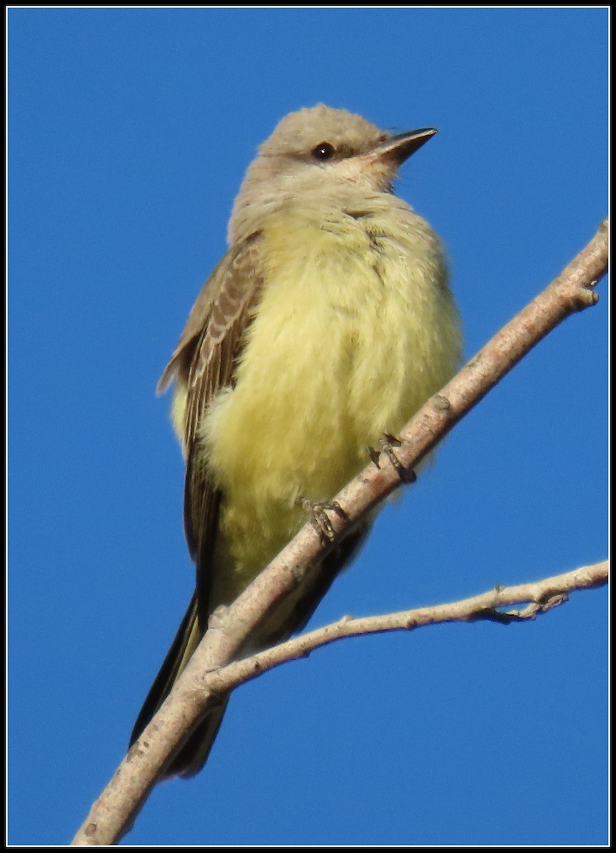 Western Kingbird - ML251988381