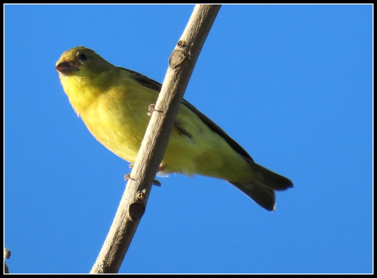 Lesser Goldfinch - ML251988421