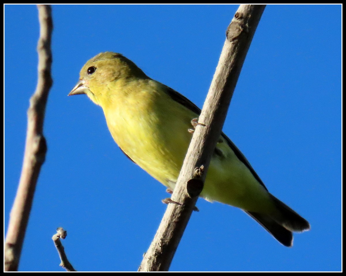 Lesser Goldfinch - ML251988431