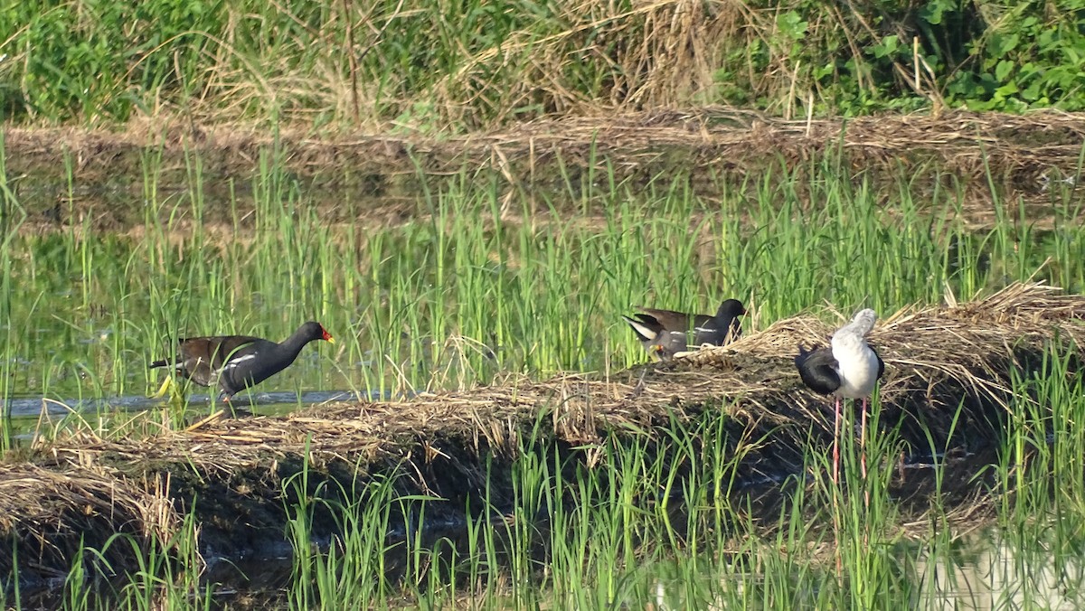 Eurasian Moorhen - 士訓 陳_Y