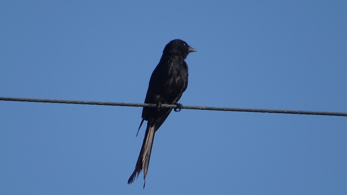 Black Drongo - ML251989151