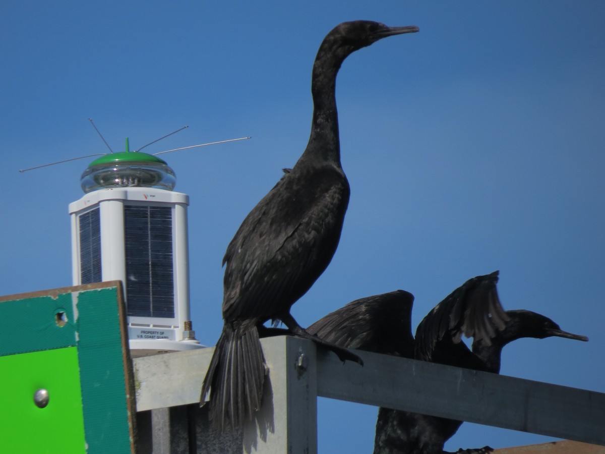 Pelagic Cormorant - ML25199211