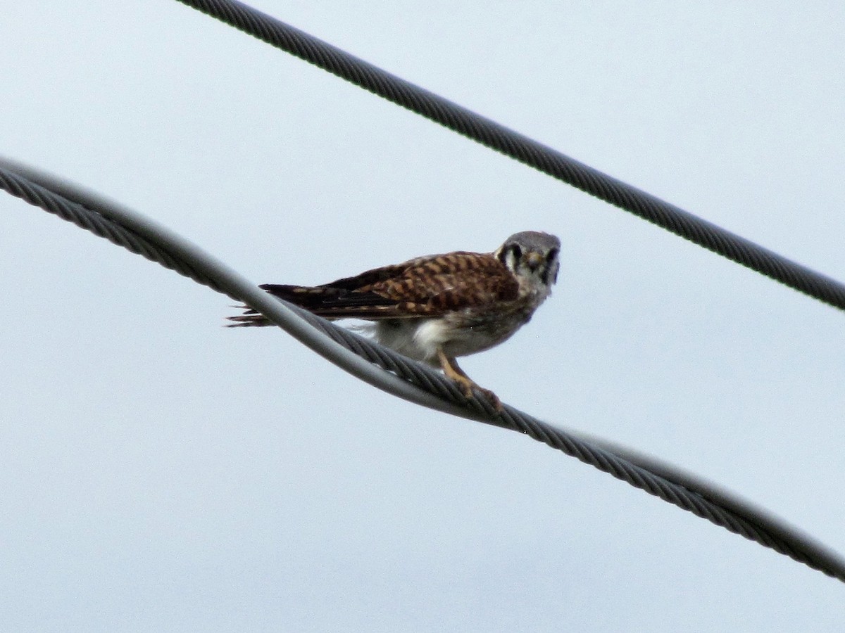 American Kestrel - ML251992551