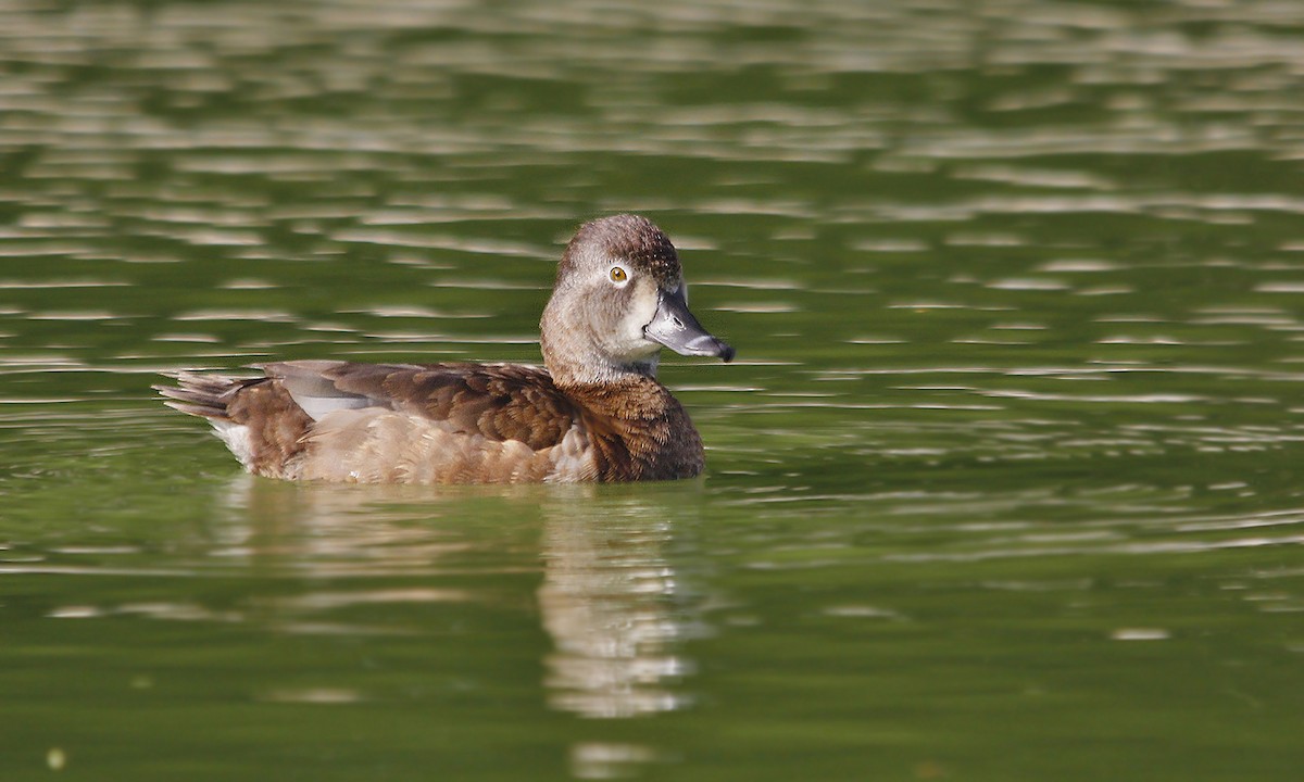 Ring-necked Duck - ML251992681