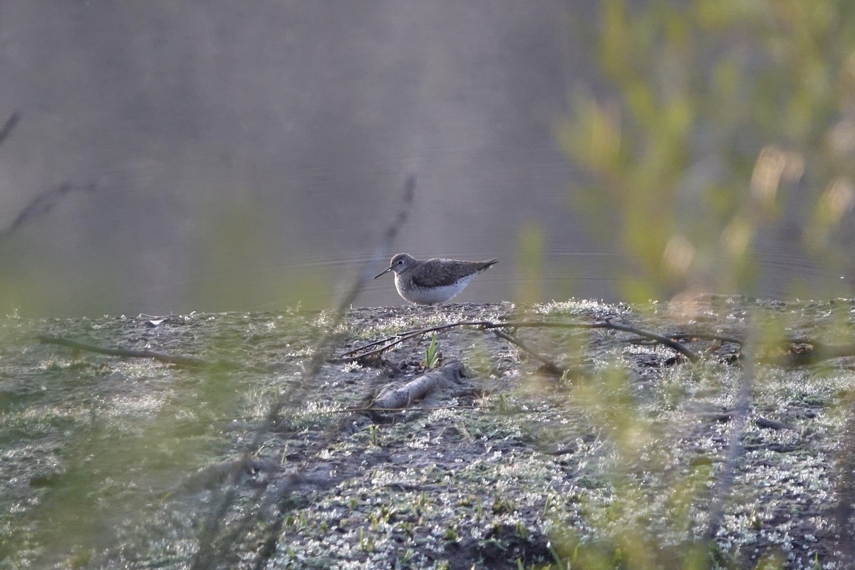 Solitary Sandpiper - ML251992901