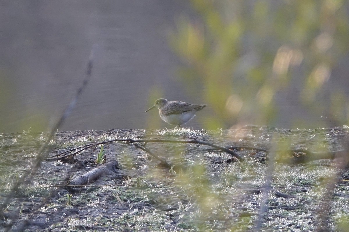 Solitary Sandpiper - ML251992911