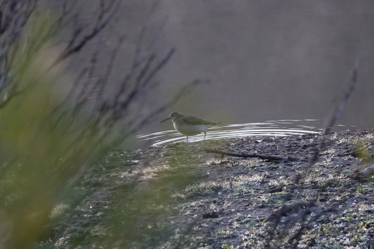 Solitary Sandpiper - ML251992921