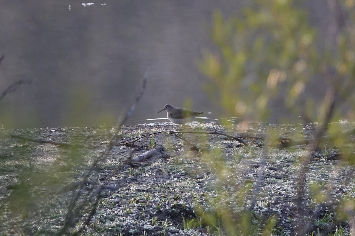 Solitary Sandpiper - ML251992941