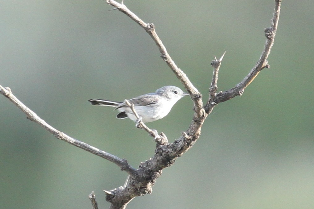 Black-tailed Gnatcatcher - ML251995301