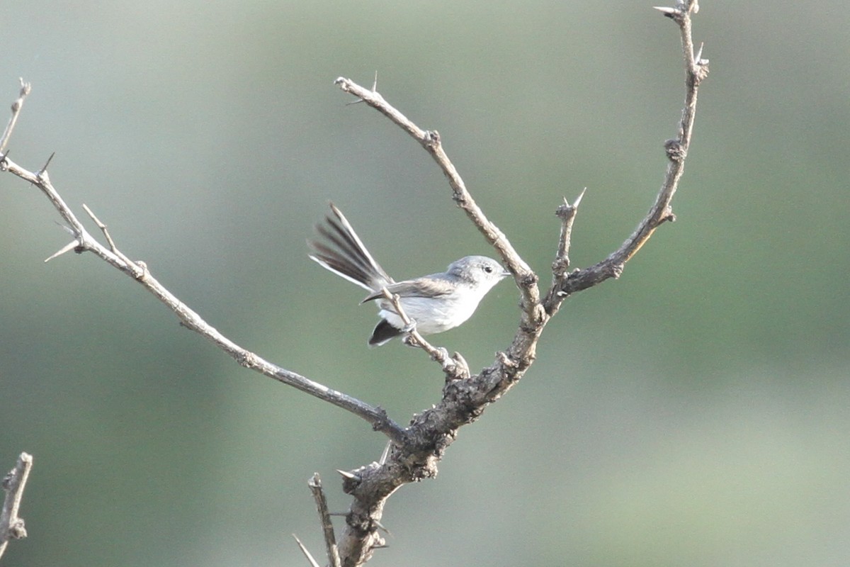 Black-tailed Gnatcatcher - ML251995331