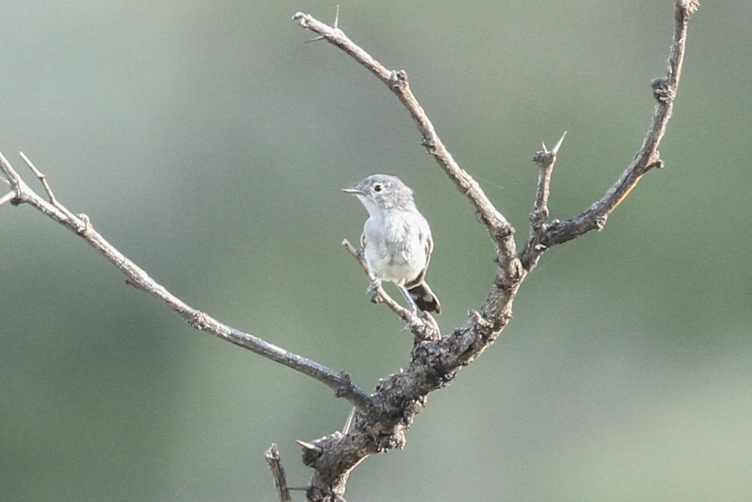 Black-tailed Gnatcatcher - ML251995341