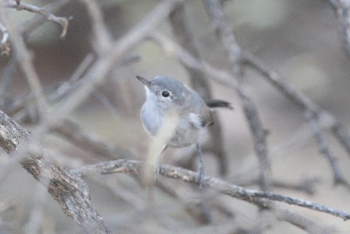 Black-tailed Gnatcatcher - ML251995361