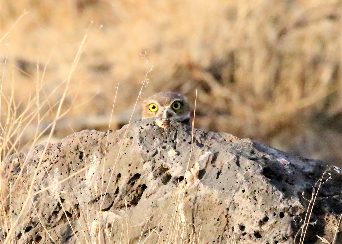 Burrowing Owl - Steve Stump