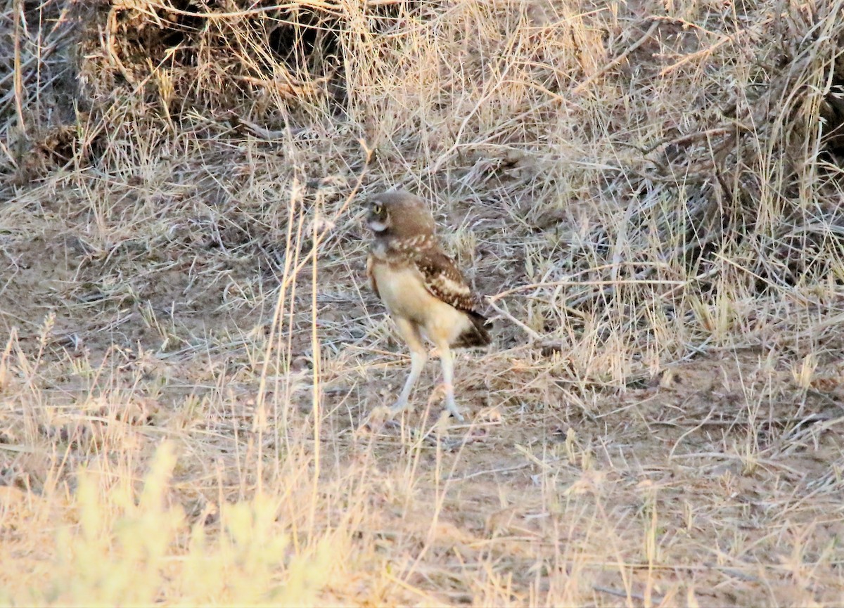 Burrowing Owl - Steve Stump