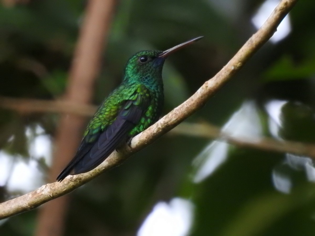 Blue-chinned Sapphire - ML251998661