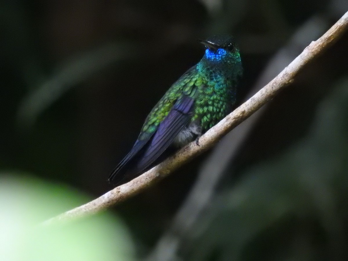 Blue-chinned Sapphire - ML251998691