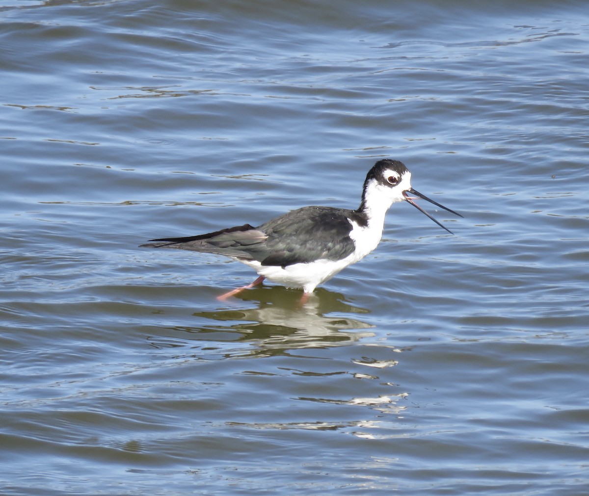 Black-necked Stilt - ML251999141