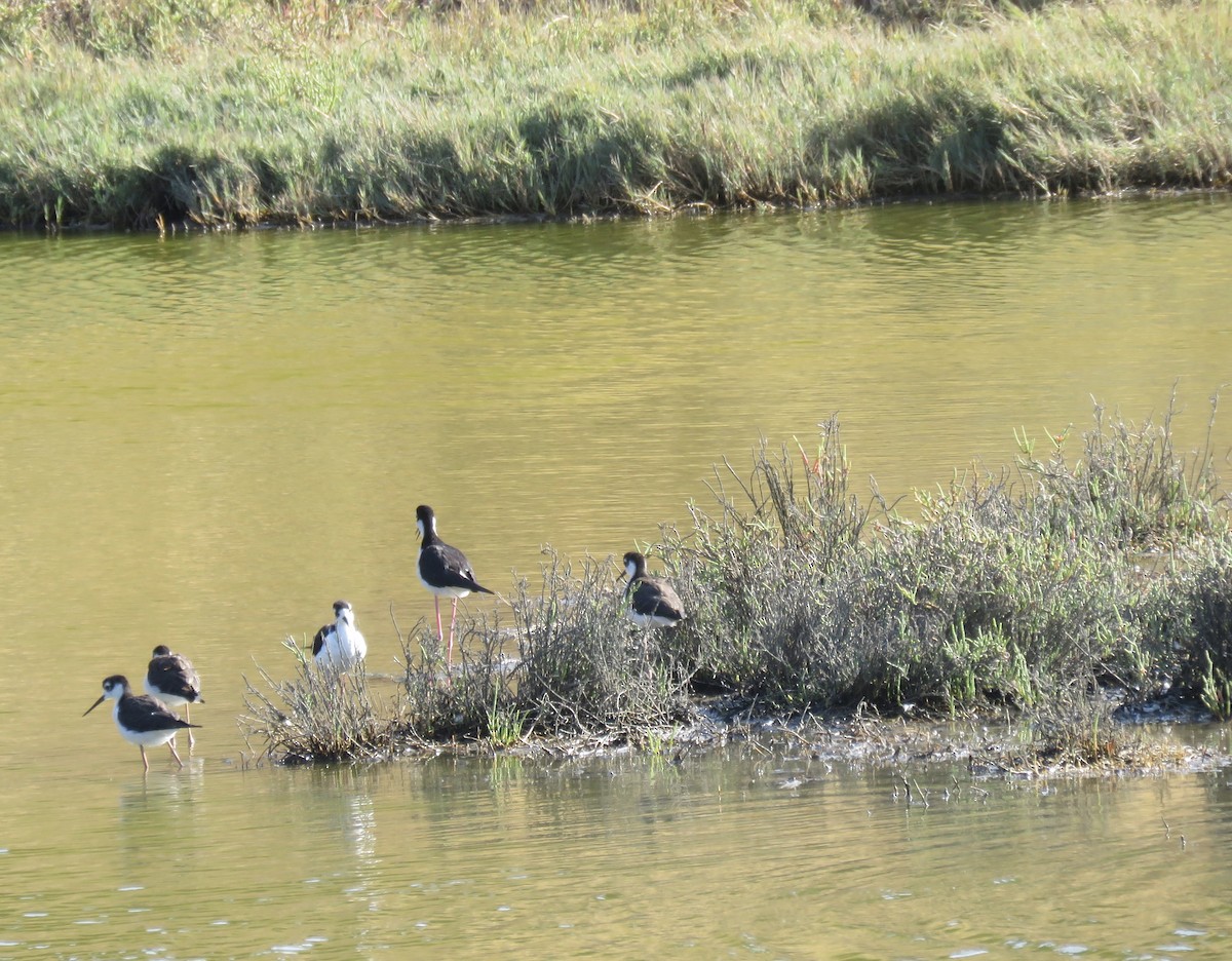 Black-necked Stilt - ML251999151