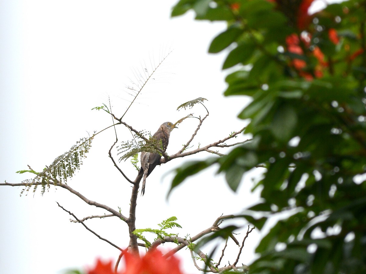 Common Hawk-Cuckoo - Kartik Varma Namburi