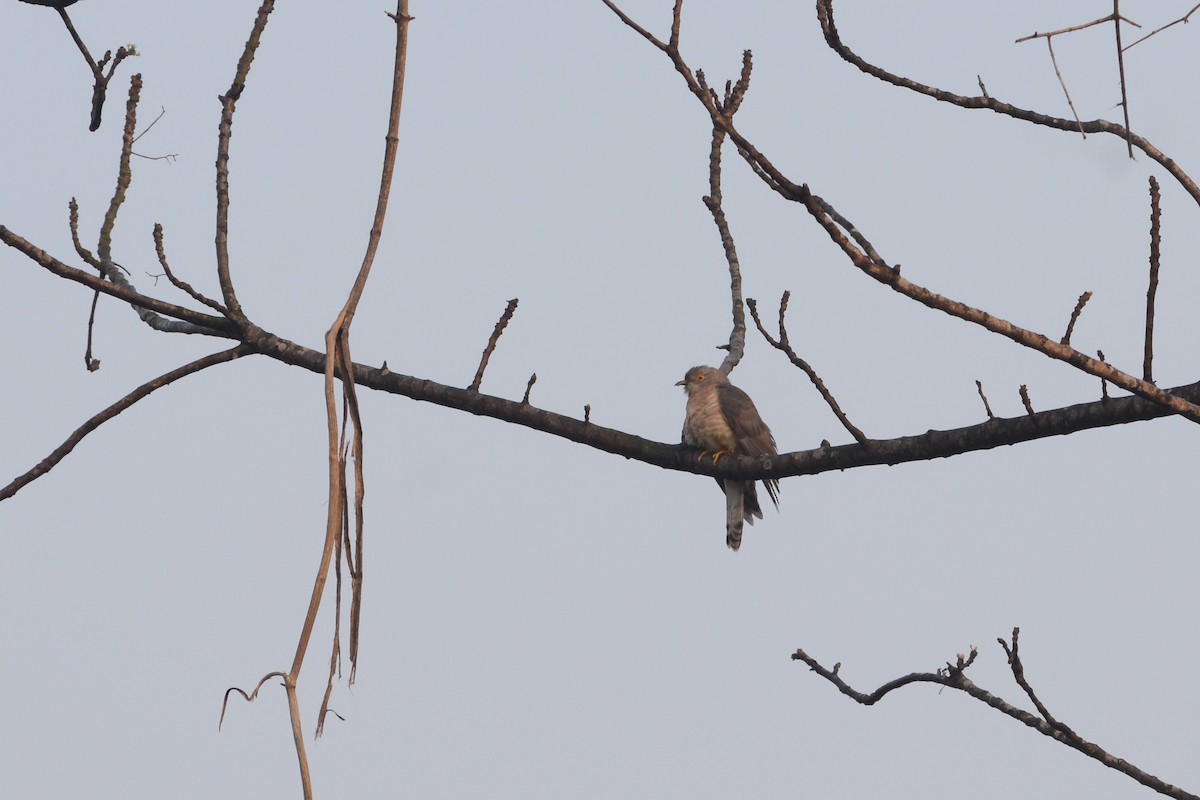 Common Hawk-Cuckoo - Kartik Varma Namburi