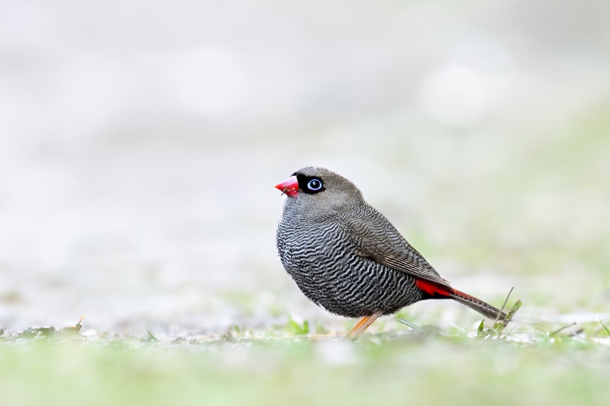 Beautiful Firetail - ML252000831