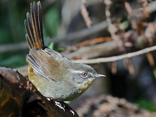 Sri Lanka Bush Warbler - Elaphrornis palliseri - Birds of the World