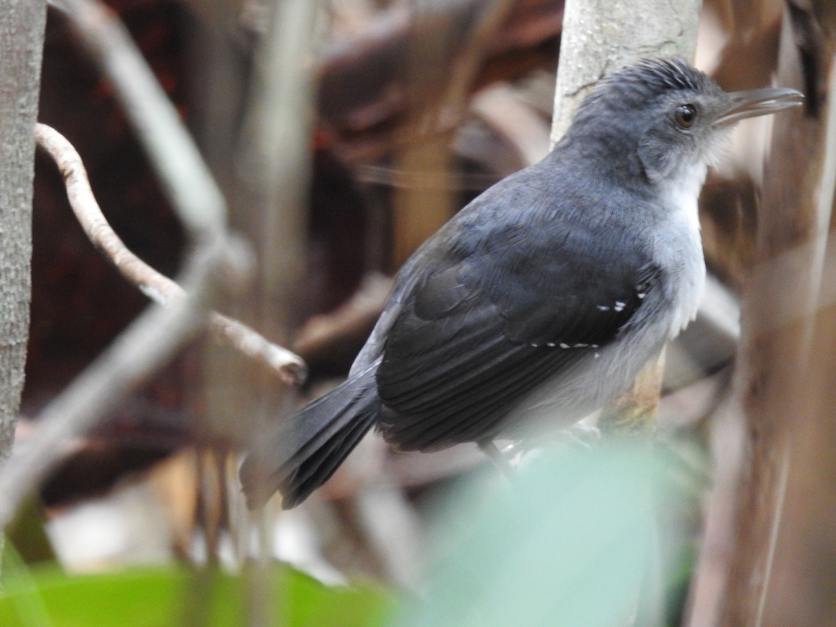 Yapacana Antbird - ML252003081