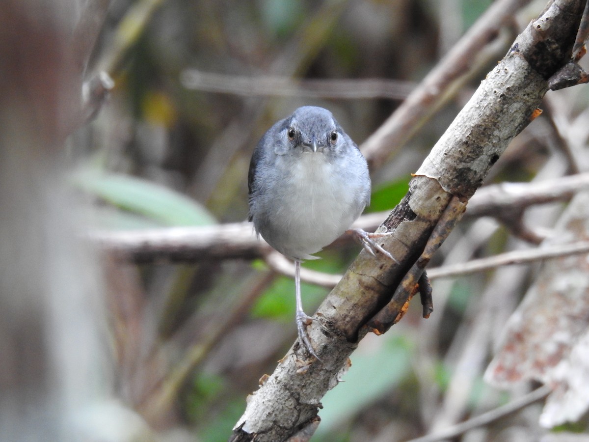 Yapacana Antbird - ML252003091