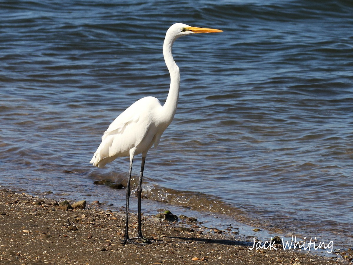 Great Egret - Jack Whiting