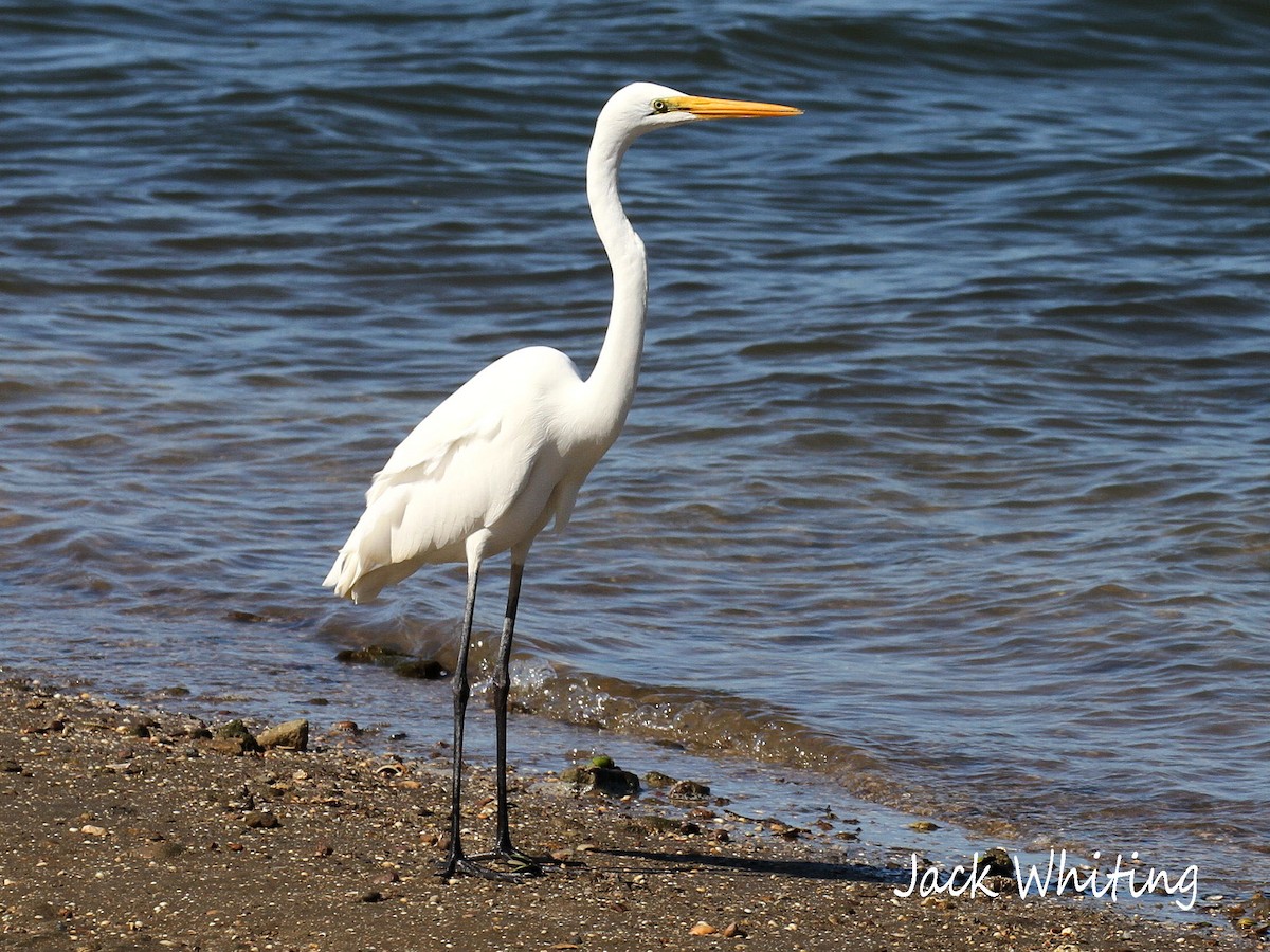 Great Egret - ML252003901