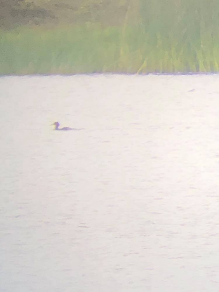 Red-breasted Merganser - ML252004551