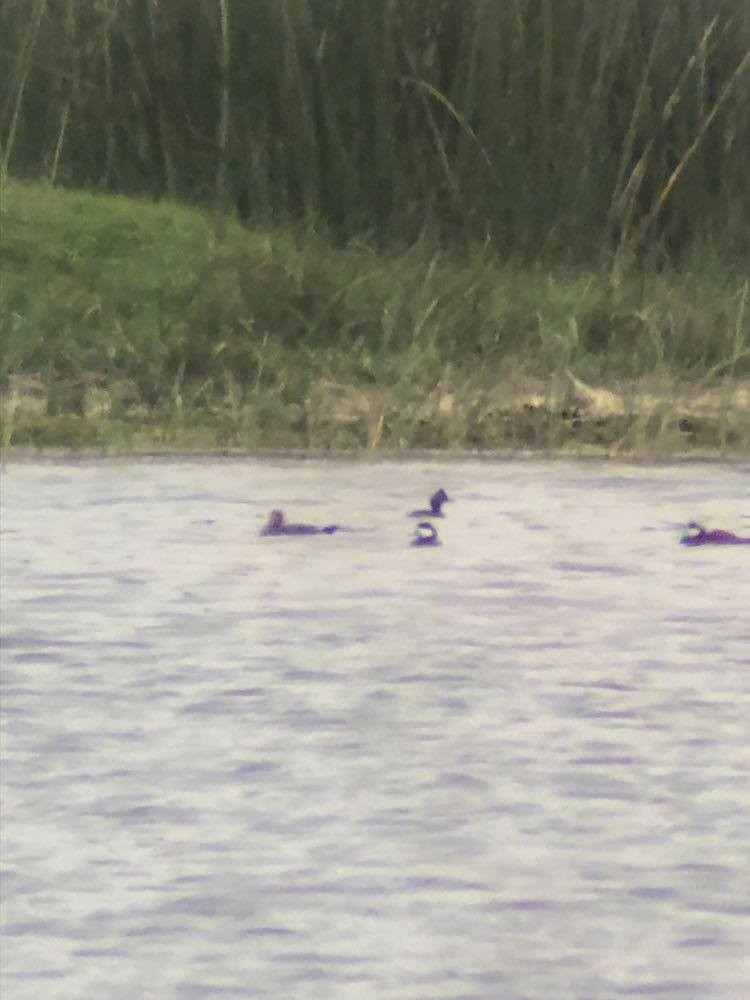 Eared Grebe - ML252004561