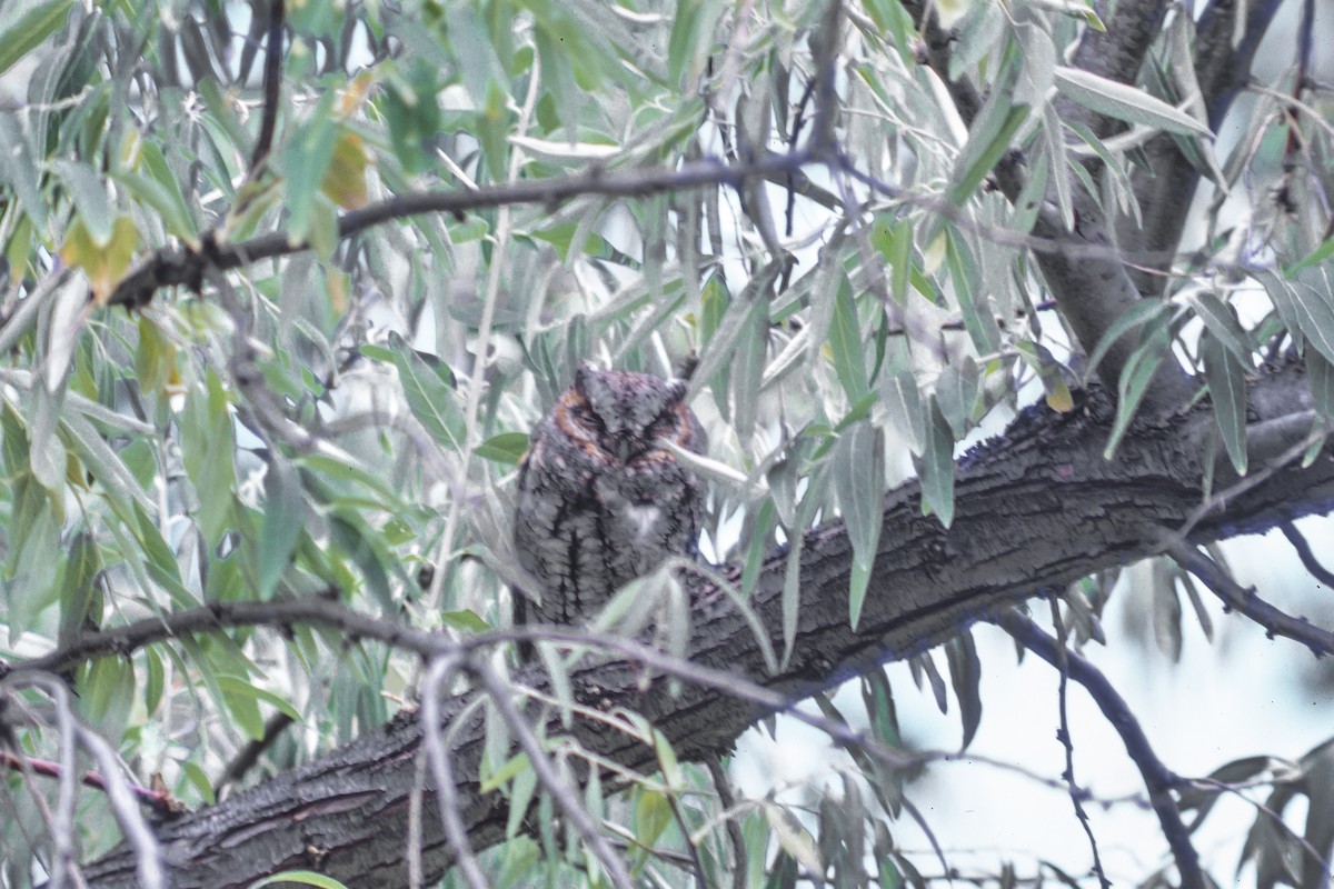 Flammulated Owl - ML252005481